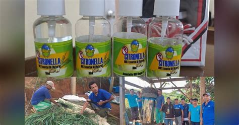 citronella plant in bisaya|Farmers reap benefits of citronella facility in Bukidnon.
